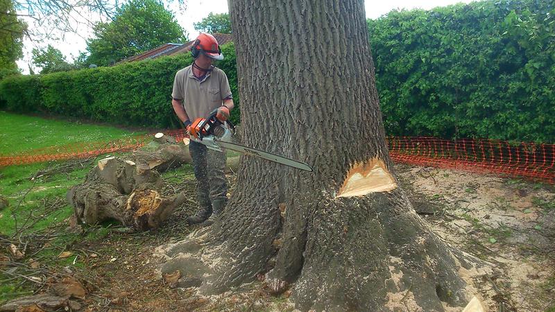 A tree surgeon in helmet and chainsaw trousers standing beside the freshly cut butt of a large tree