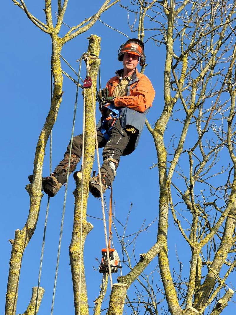 A climber roped into the upper crown of a bare tree, working against a clear blue sky